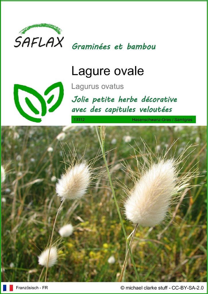 SAFLAX  - Lagure ovale - 100 graines - Lagurus Image du produit 