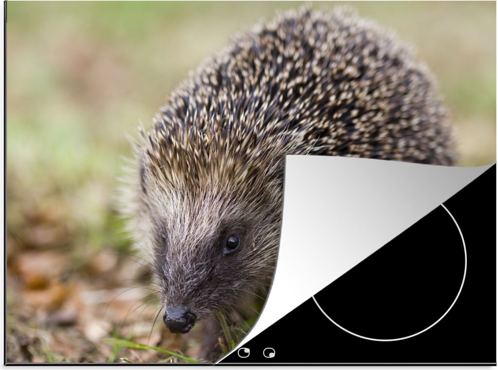 KitchenYeah Herdabdeckplatte Igel im Gras , 77x59cm, Küche Deko, Glaskeramikkochfeld Herdabdeckung, Abdeckplatte fùr Kochfeld