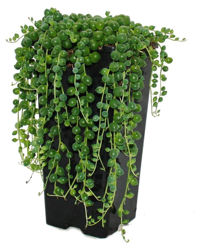 Grüne Erbsen – Senecio rowleyanus, 14-cm-Topf Produktbild 