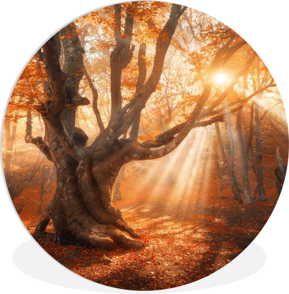 MuchoWow Rundes Wandbild - Runde Bilder Baum - Natur - Herbst Ø 30 cm Kreis Wanddekoration Kunststoff - Wandkreis - Wandschmuck - Schlafzimmer -...