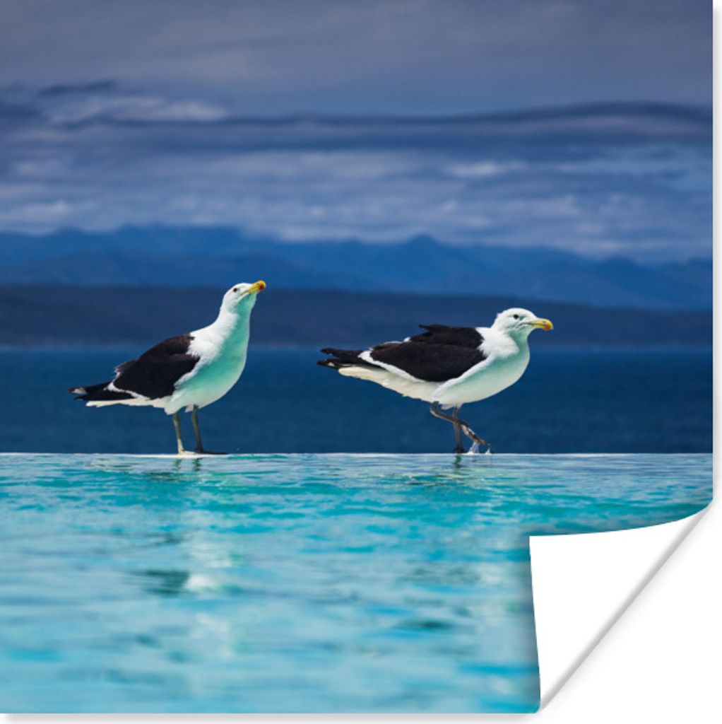 MuchoWow Poster Möwen - Vögel - Pool 50x50 cm - Wohnzimmerdekoration