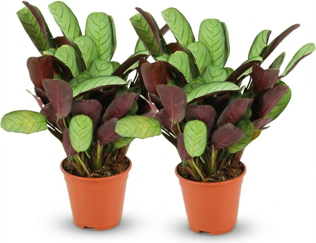 Ctenanthe Amagris Plante pour Salle de Bain Humide - Pack de 2 Pots