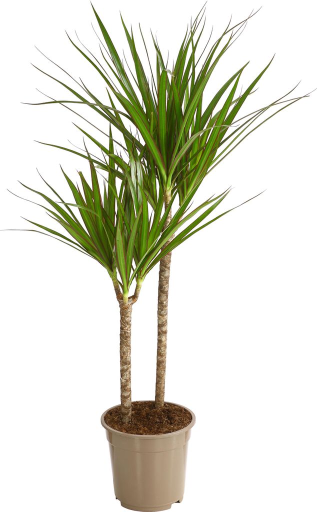 Dehner Drachenbaum, dreitriebig mit rötlicher Umrandung, ca. 90-100 cm, Ø Topf 19 cm, Zimmerpflanze