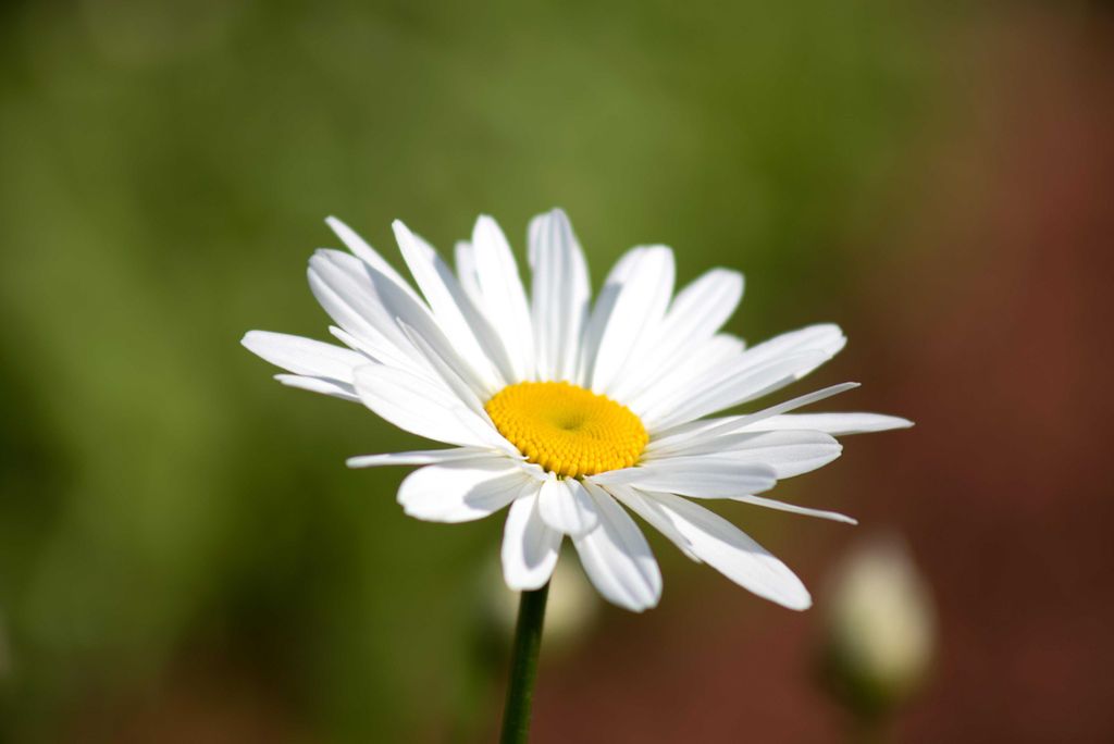 hansepuzzle 27252 - Gänseblümchen Puzzle, 2000 Teile, Natur, 90,0 x 60,0cm mit hochwertiger Aufbewahrung, Kartonbox & Beutel