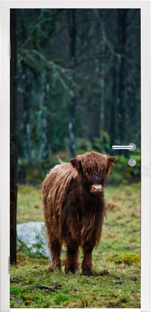 MuchoWow Türtapete Selbstklebende Türfolie Schottischer Hochländer - Wald - Moos 80x215 cm Türposter Türaufkleber Klebefolie Türklebefolie ...