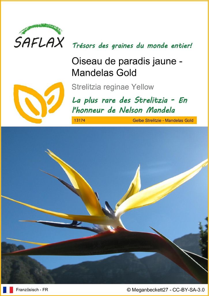 SAFLAX  - Oiseau de paradis jaune - Mandelas Gold - 4 Image du produit 