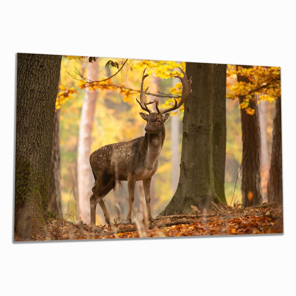 Wallario Herdabdeckplatte aus Glas, Größe 90 x 52 cm 1-teilig, Motiv Damhirsch im Herbstwald