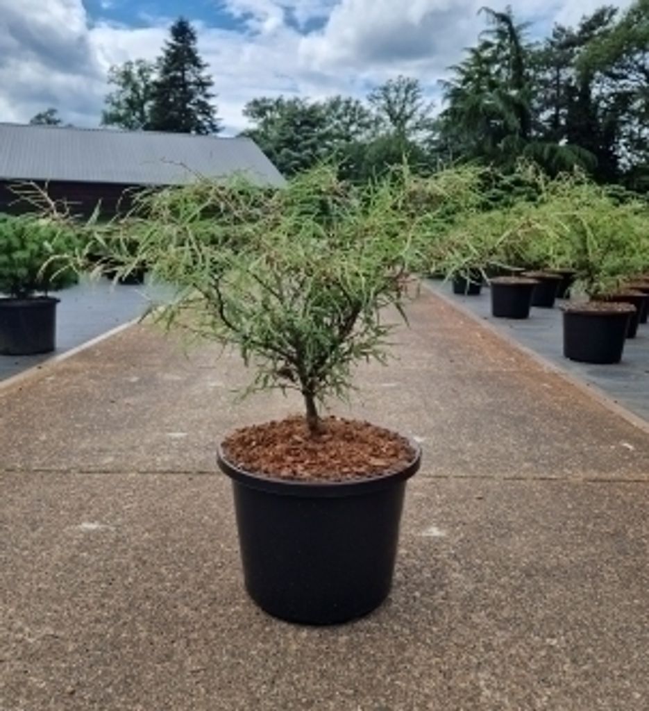 Farfugium jap. 'Giganteum' - Riesen-Löwenmaulpflanze 30- 40 cm Container