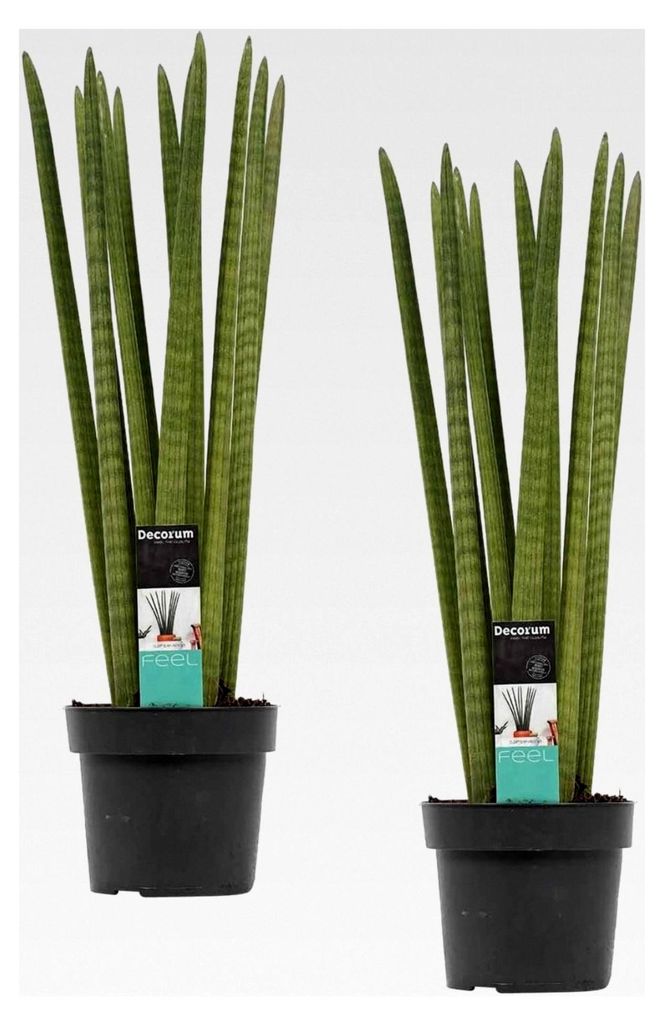 2 Stück Sansevieria Cylindrica Straight ca. 40 cm Bogenhanf Schwiegermutterzunge für bessere Raumluft