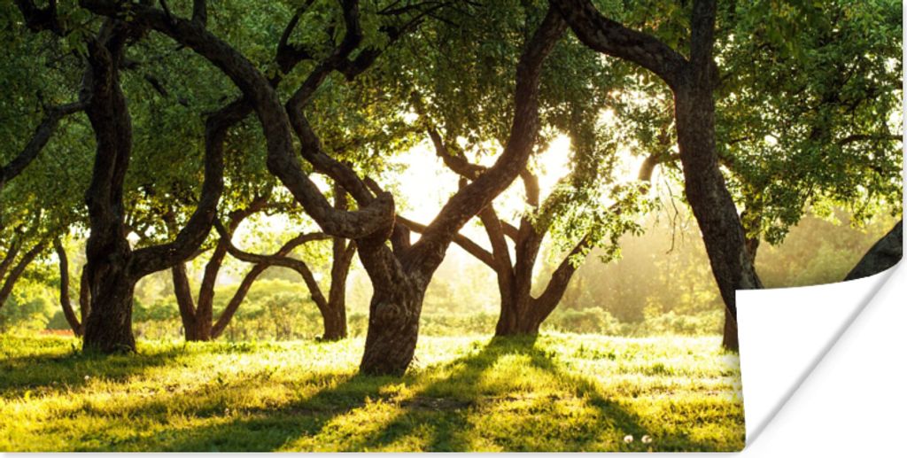MuchoWow Poster Bäume - Natur - Sonne 150x75 cm - ohne Rahmen