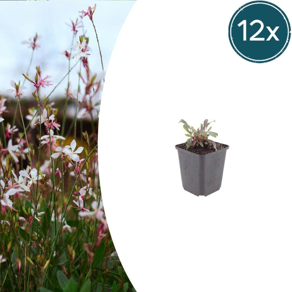 Gaura l. 'Siskiyou Pink' | 12 Stück - 10-25cm - Ø9cm - Gartenpflanze