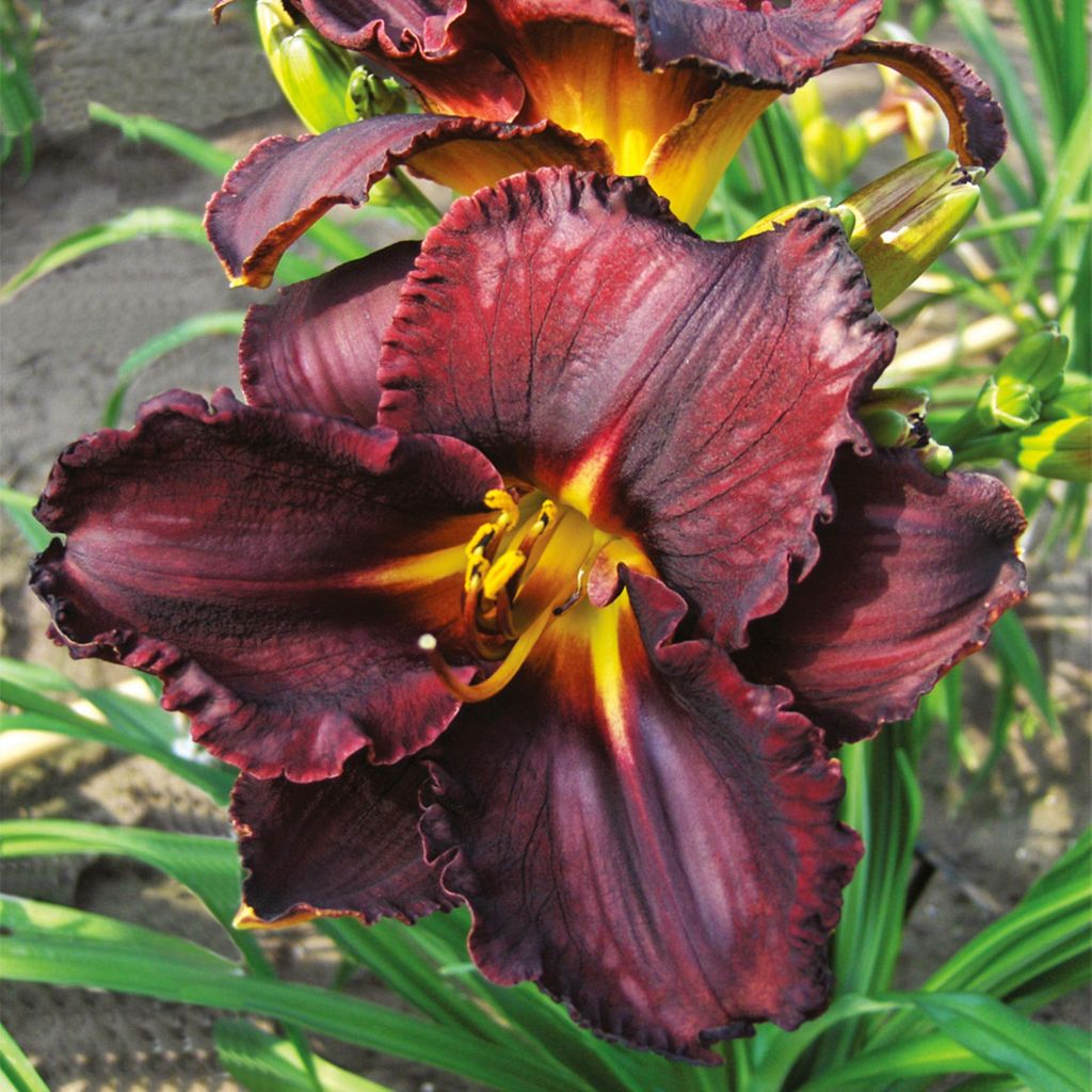 Taglilie Hemerocallis Staude Rhizom winterhart Taglilie Black Stocking 1 St.