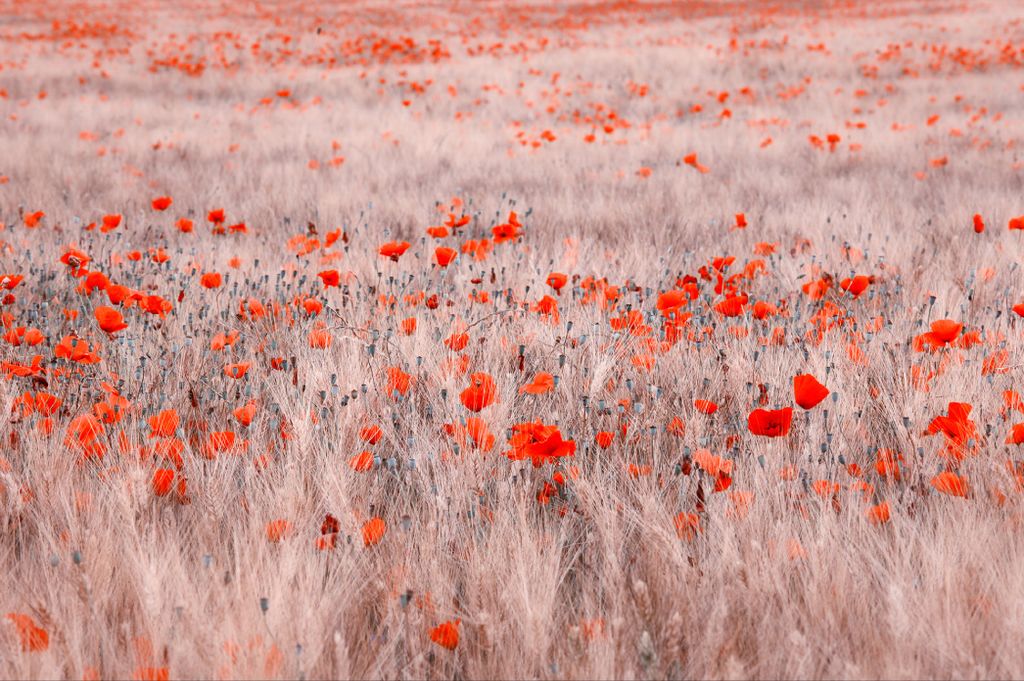 Muralo Fototapete Blumen 360 (B) x 240 (H) cm Vlies Tapete Wandtapeten Wohnzimmer Schlafzimmer moderne Wandbilder XXL Pflanzen Natur Wand Dekoration