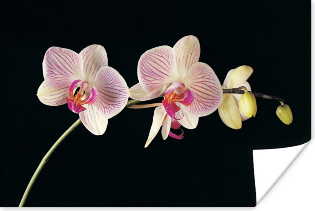 MuchoWow Poster Orchidee - Blumen - Schwarz - Rosa - Knöpfe 120x80 cm - Bilder