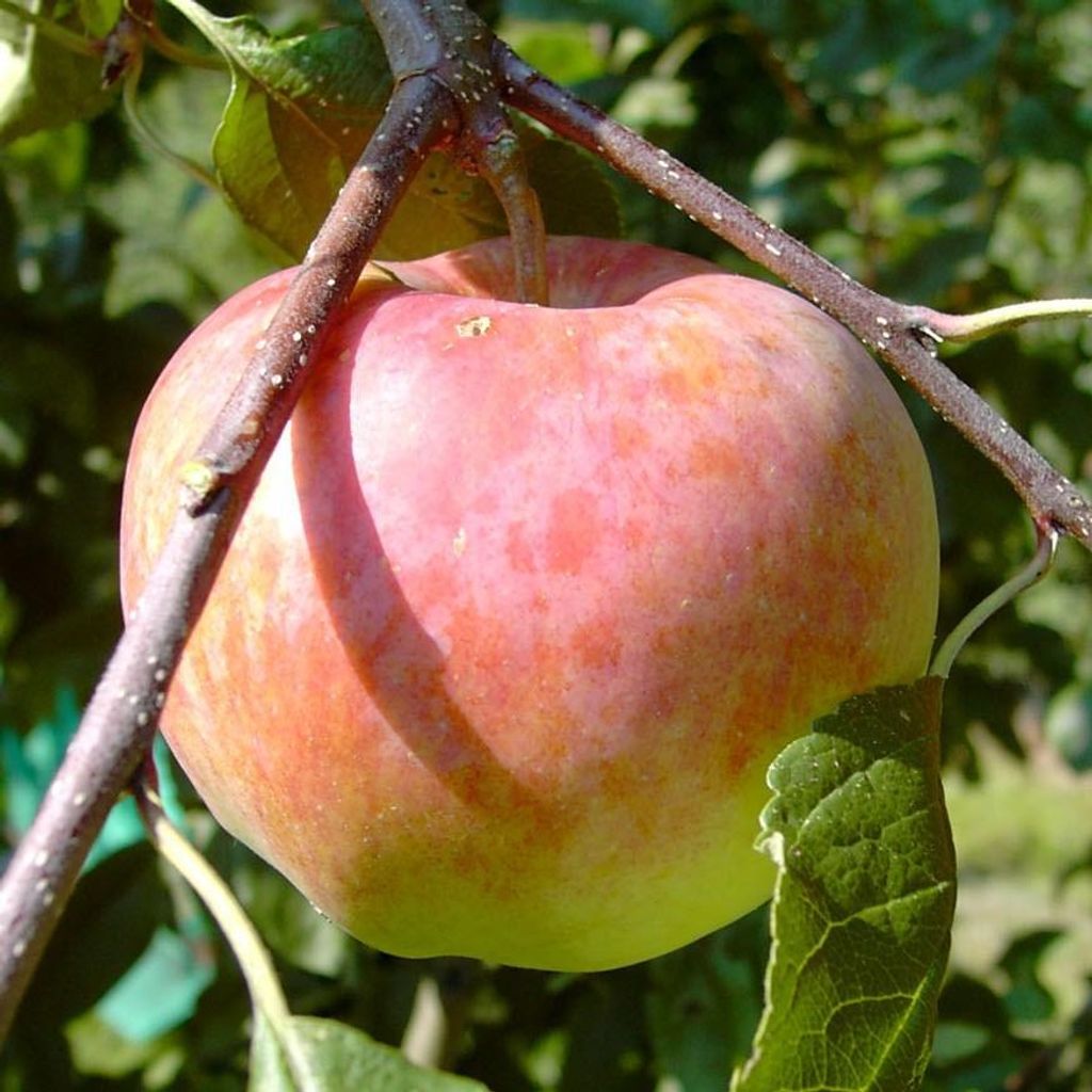 Apfelbaum Jamba Sommerapfel Buschbaum 9,5 Liter MM111