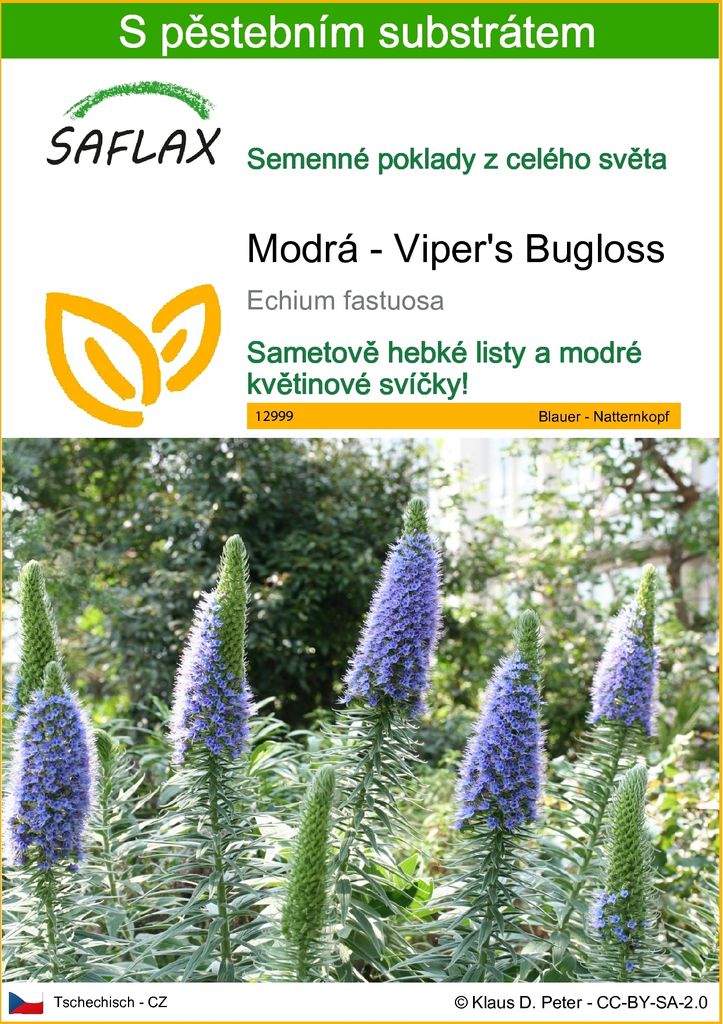 SAFLAX - Modrá - Viper's Bugloss - Echium fastuosa - 100 Obrázek produktu 