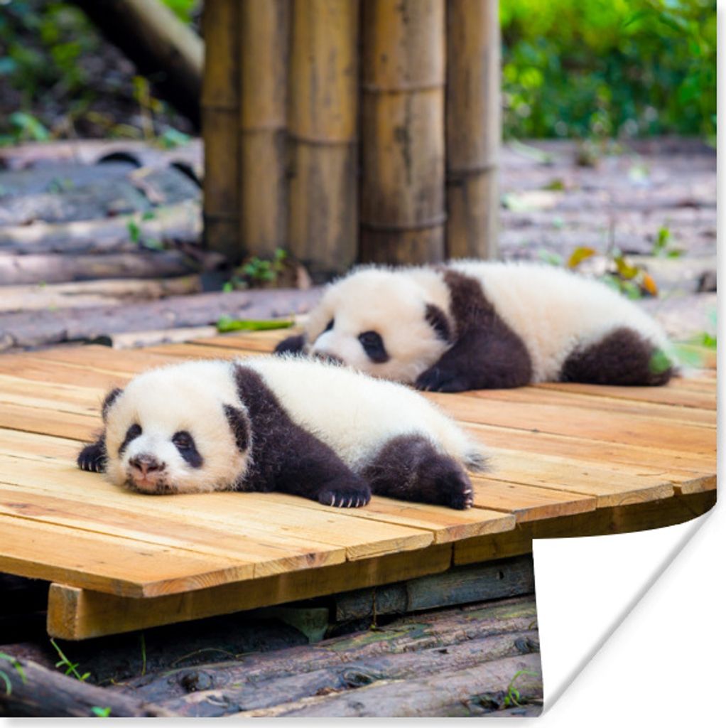 MuchoWow Poster Pandas - Boden - Holz 100x100 cm - Babyzimmer