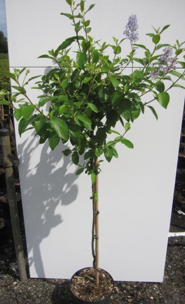 Hochstamm Säckelblume Glorie de Versailles - Ceanothus Produktbild 