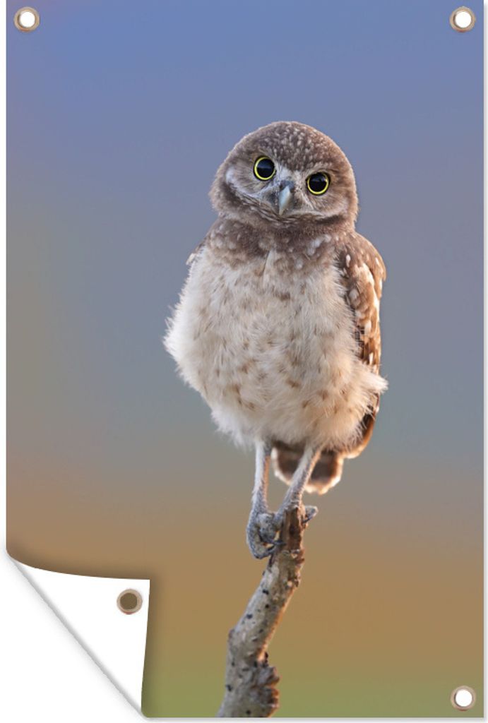 MuchoWow 40x60 cm Outdoor-Poster Gartendeko Sichtschutz Garten Poster für den Garten Eule auf Ast