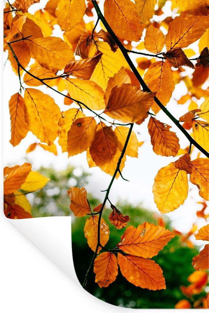 MuchoWow Wandtattoo Wandsticker Wandaufkleber Herbstblätter - Baum - Rustikal 20x30 cm Selbstklebend und Repositionierbar - Sticker - Dekorfolie