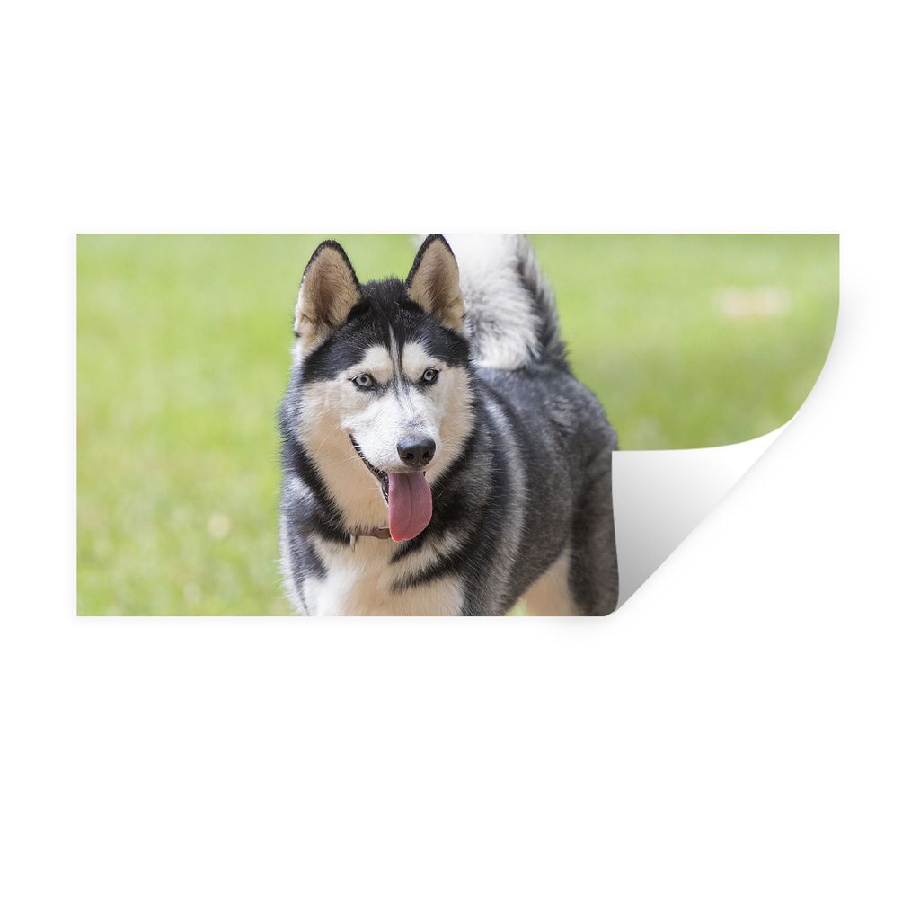 MuchoWow Wandtattoo Wandsticker Wandaufkleber Husky im Park 160x80 cm Selbstklebend und Repositionierbar - Sticker - Dekorfolie