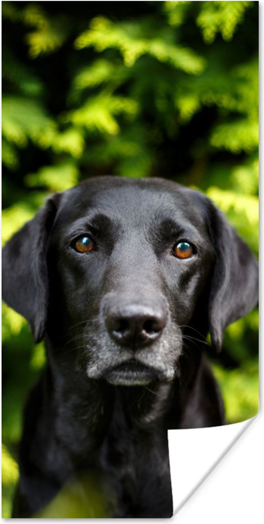 MuchoWow Poster Ein schwarzer Labrador Retriever inmitten der grünen Blätter 75x150 cm - Dekoration für die Wände