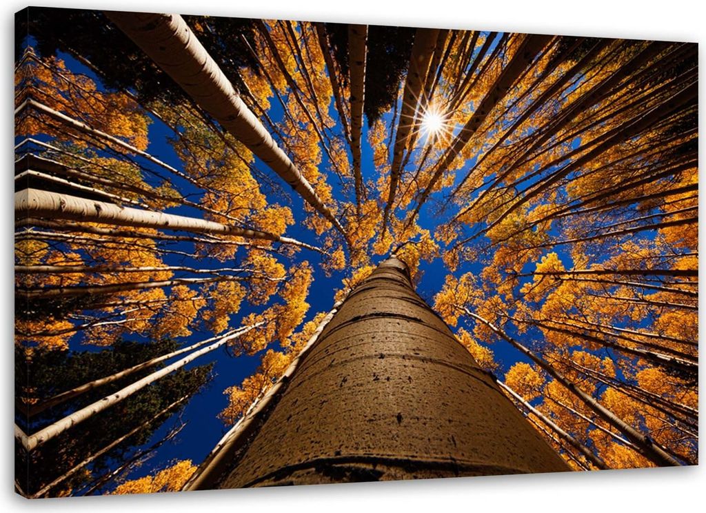 Leinwandbild baumkronen im wald 120x80 cm Feeby farbe wandbild bereit zum aufhängen