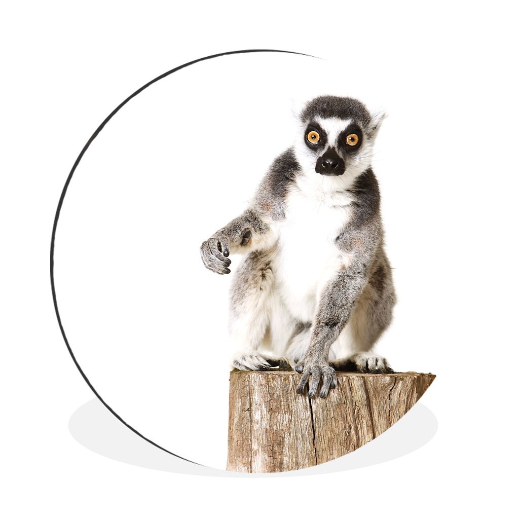 MuchoWow Aluminium Wandkreis Baum - Affe - Ringelschwanzlemur Ø 90 cm Wanddeko Modern Wohnzimmer - Mauerkreis - Wandbilder - Runde Bild - Bild a...