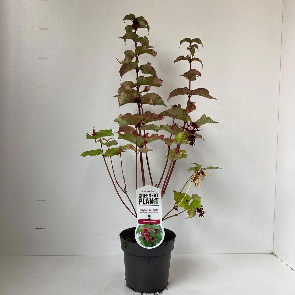 Leycesteria formosa - Karamellbeere | 40-50 cm im Topf Produktbild 