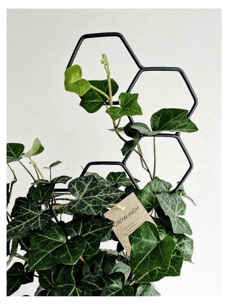 LEAFLO Honey Rankhilfe für Zimmerpflanzen klein 48 cm | Metall - Pflanzenstütze - Rankgitter - Blumengitter | Innendekoration | Für Pflanzenlieb...