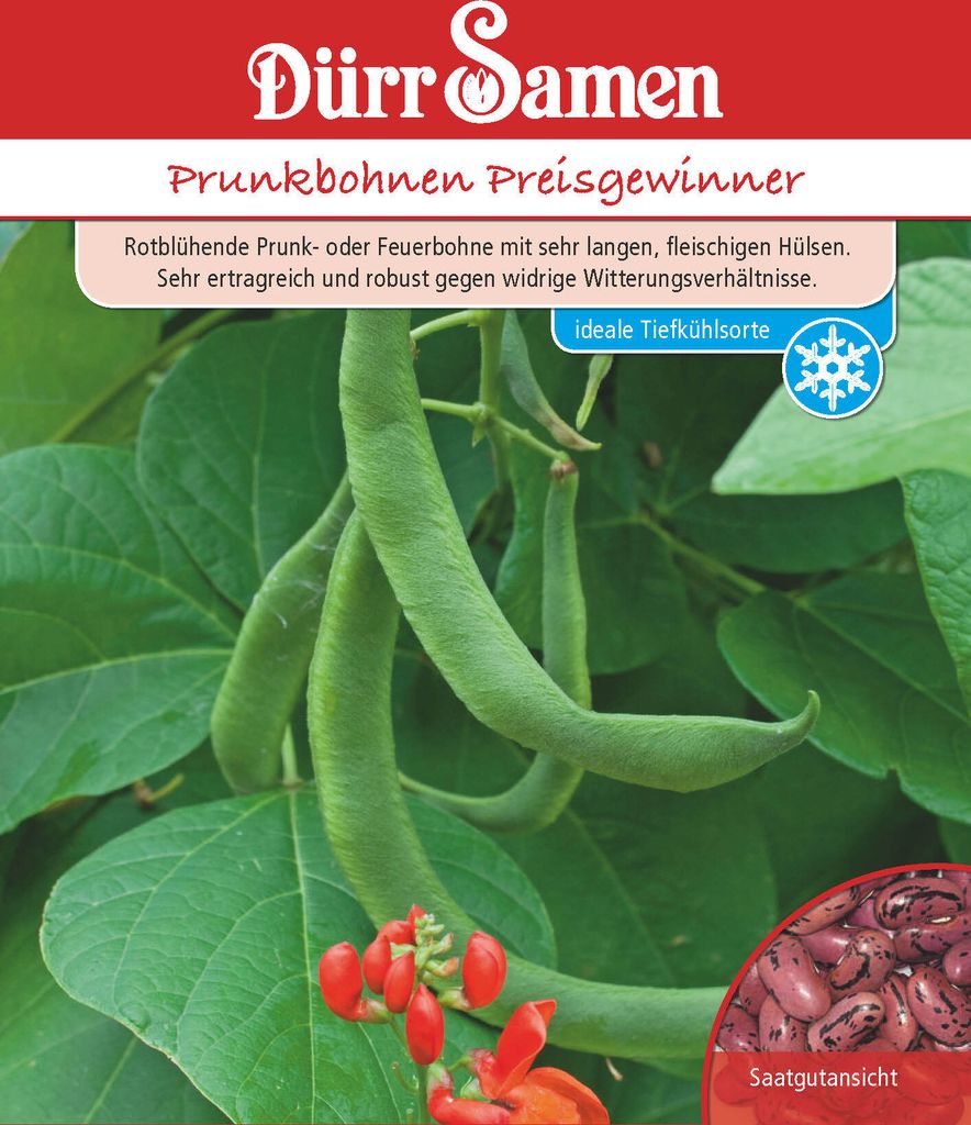 Prunkbohne Preisgewinner | Prunkbohnensamen von Dürr Samen Produktbild 