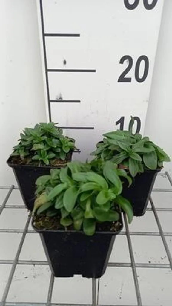Gentiane Lagodechiana x6 - Plante robuste pour sol frais en pot de 9cm