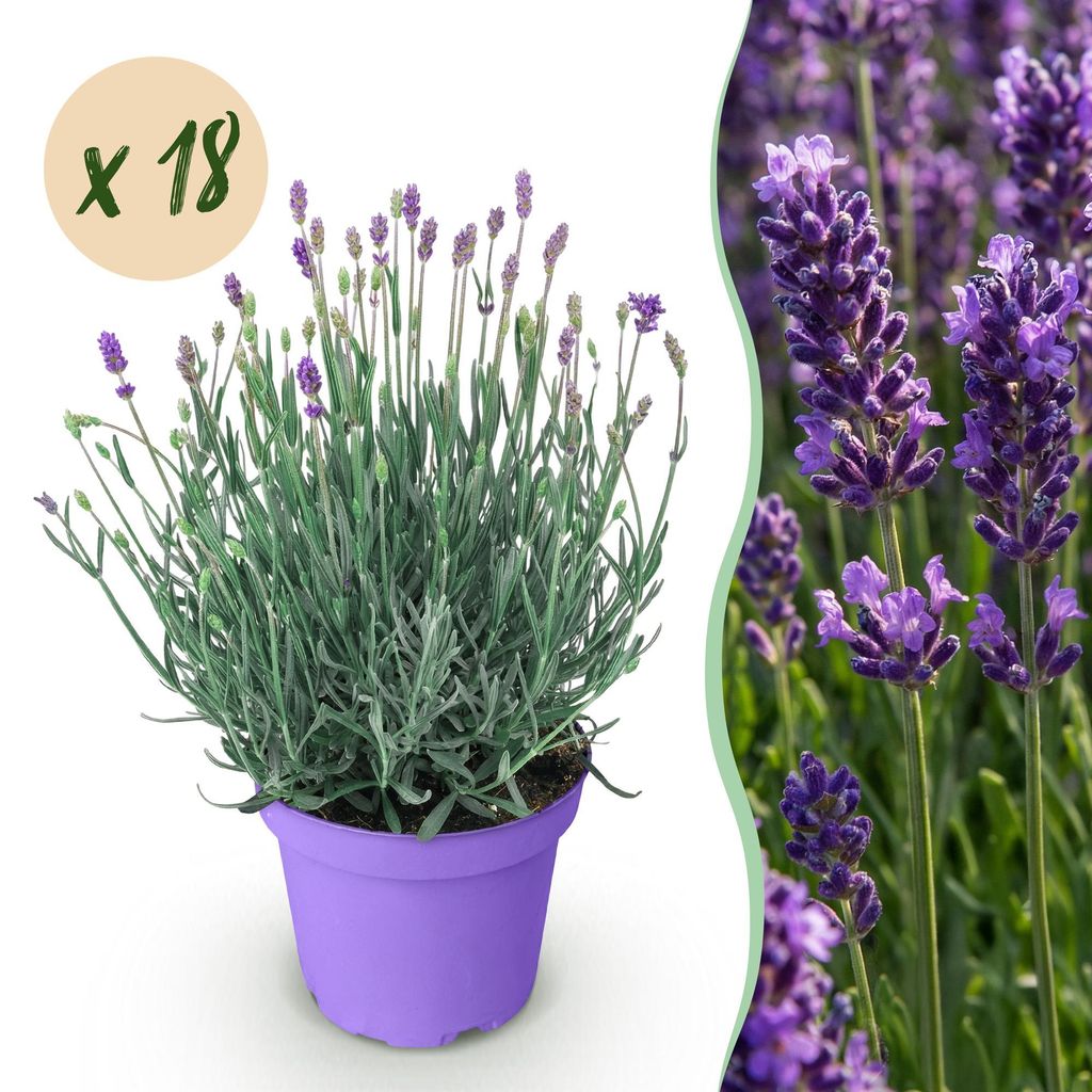 Lavendel Lavandula angustifolia Munstead winterhart lila 18 Pflanzen 12cm 15-25cm duftend bienenfreundlich für Garten Balkon Terrasse Beet Hecke p...