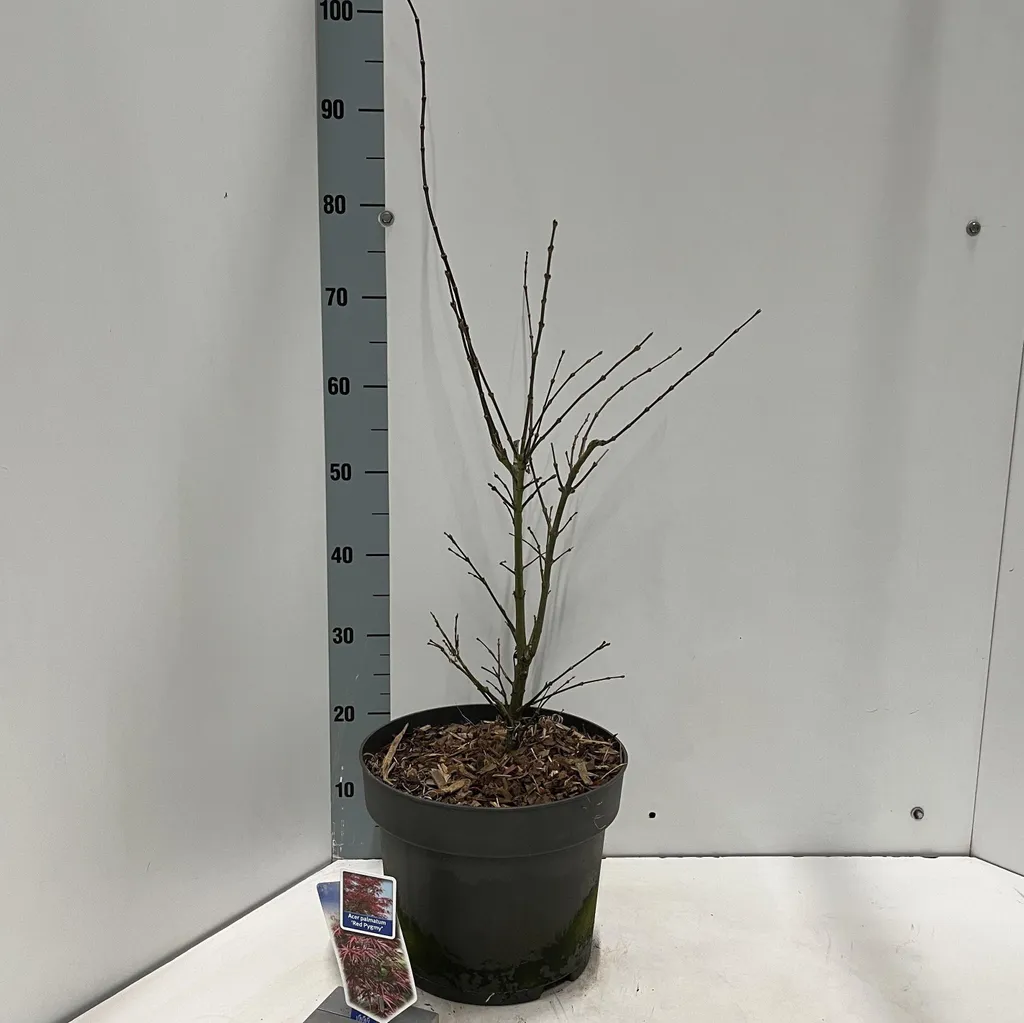Acer palmatum Red Pygmy - Érable du Japon pourpre pot de 80-100 cm