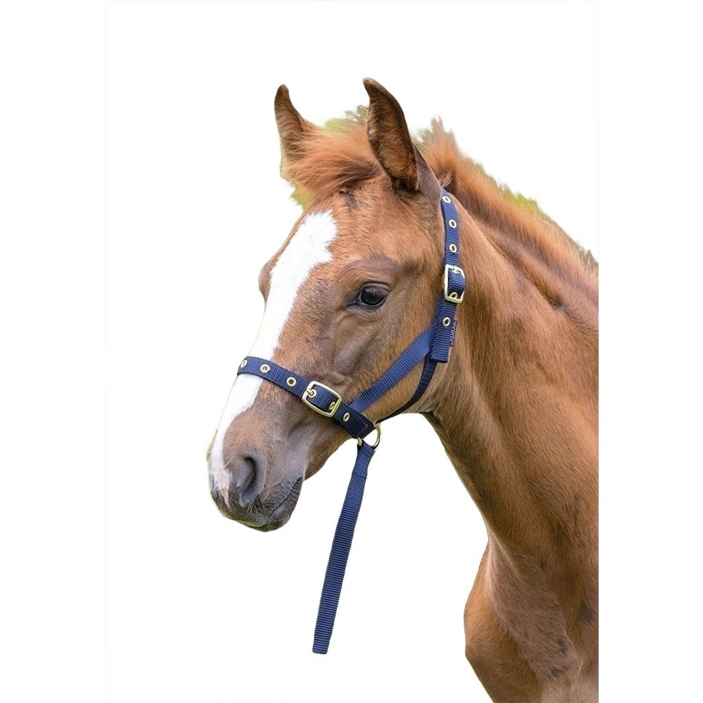 Shires Fohlenhalfter Slip ER671 (Foal/Mini) (Marineblau)