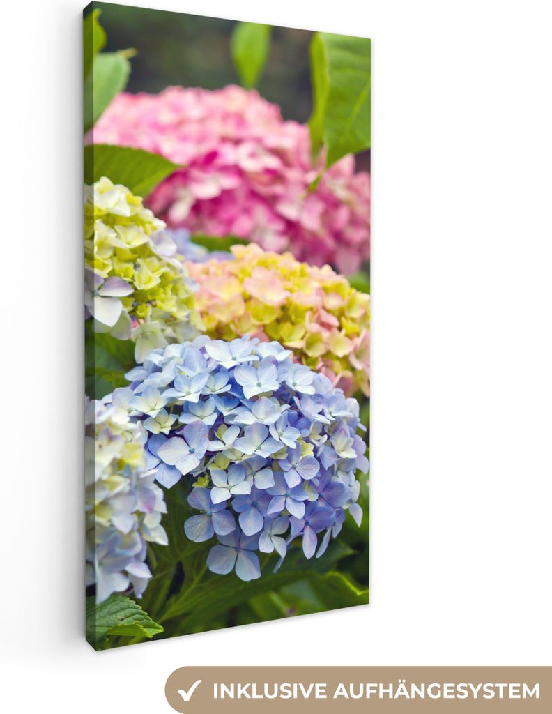 MuchoWow - Leinwandbilder - Verschiedene Hortensienblüten, Wandbild, Wanddeko Bilder Wohnzimmer, 40x80 cm