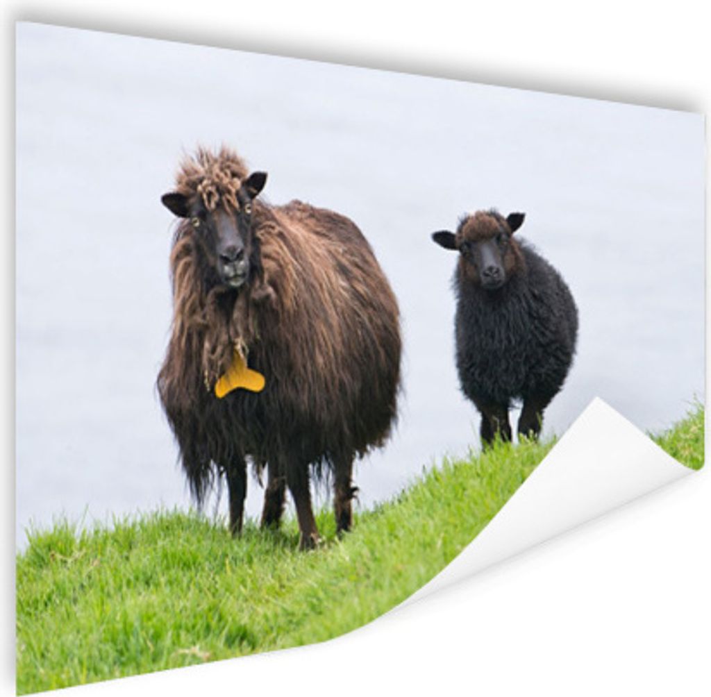 MuchoWow Poster Schafe - Braun - Meer 180x120 cm - Fotoplakat