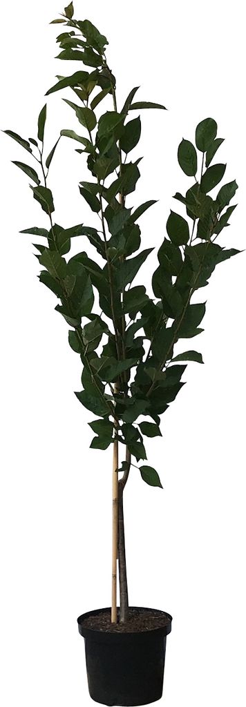 Achat (S) süßfruchtige Sauerkirsche Buschbaum kleinbleibend Produktbild 
