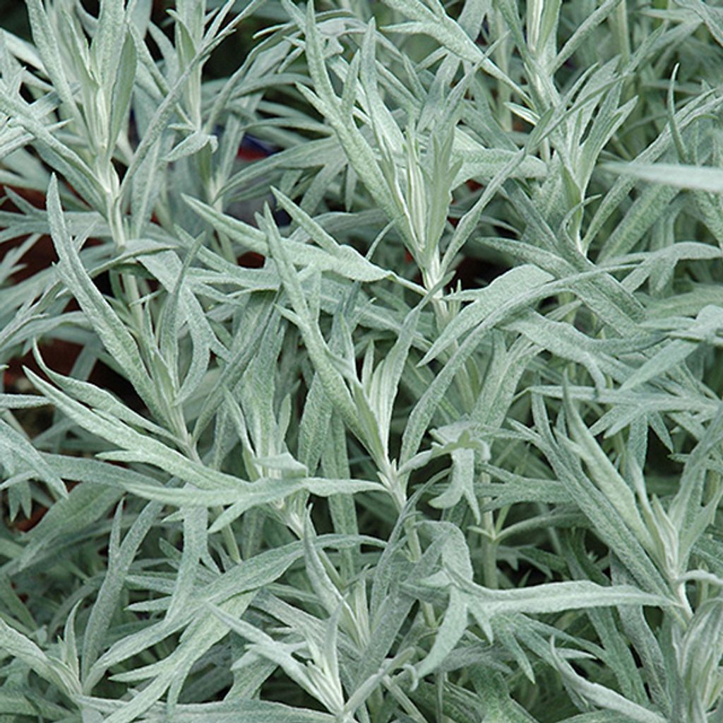 6 x stříbrný pelyněk  - Artemisia ludoviciana 'Silver Obrázek produktu 
