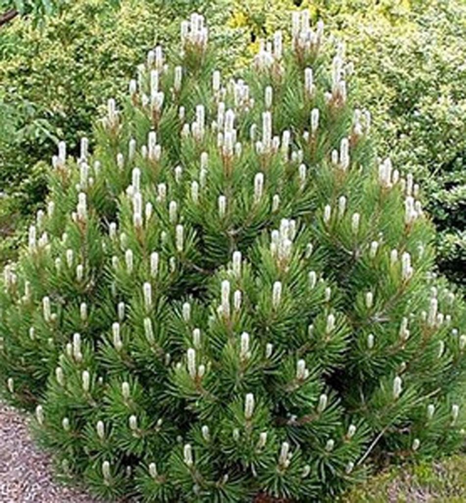 Schlangenhaut-Kiefer ´COMPACT GEM´ 30-40 cm, Cont. 2 l Produktbild 