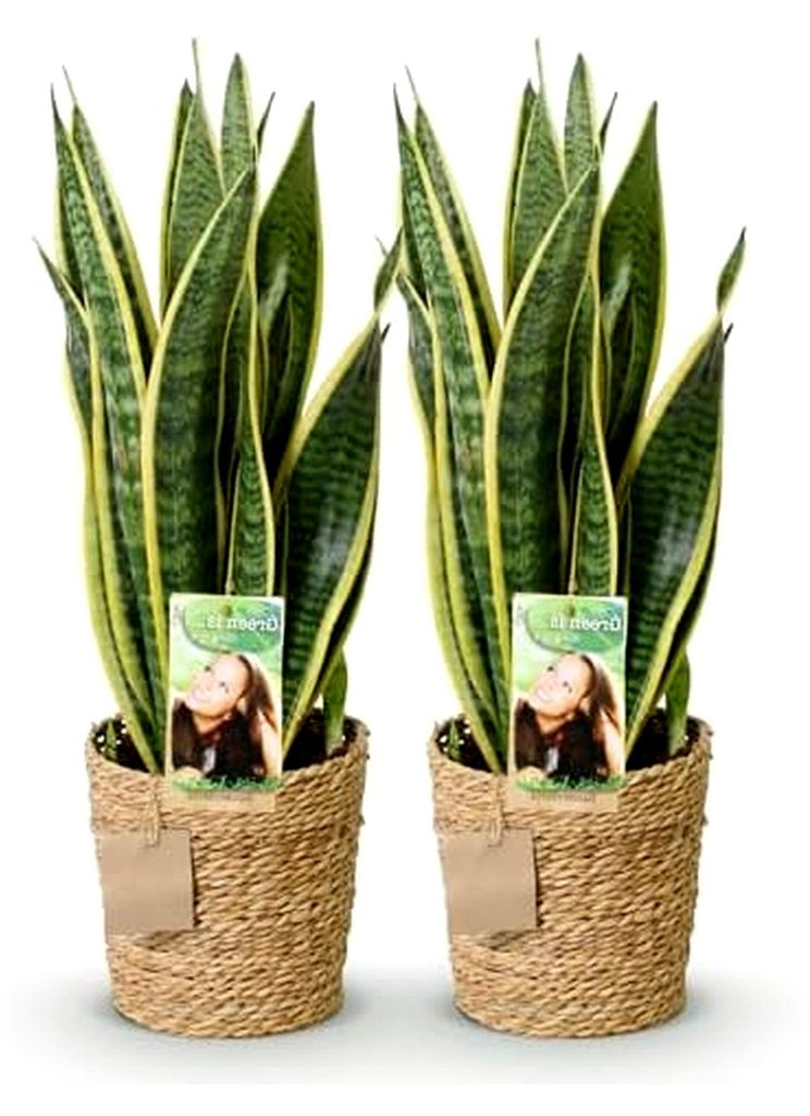 Zimmerpflanzen - Sansevieria Laurentii - Schwiegermutterzunge - Pflegeleicht - mit Korb - Grün - Gelb - 2 Pflanzen - Topf 17cm - Höhe 60-70cm