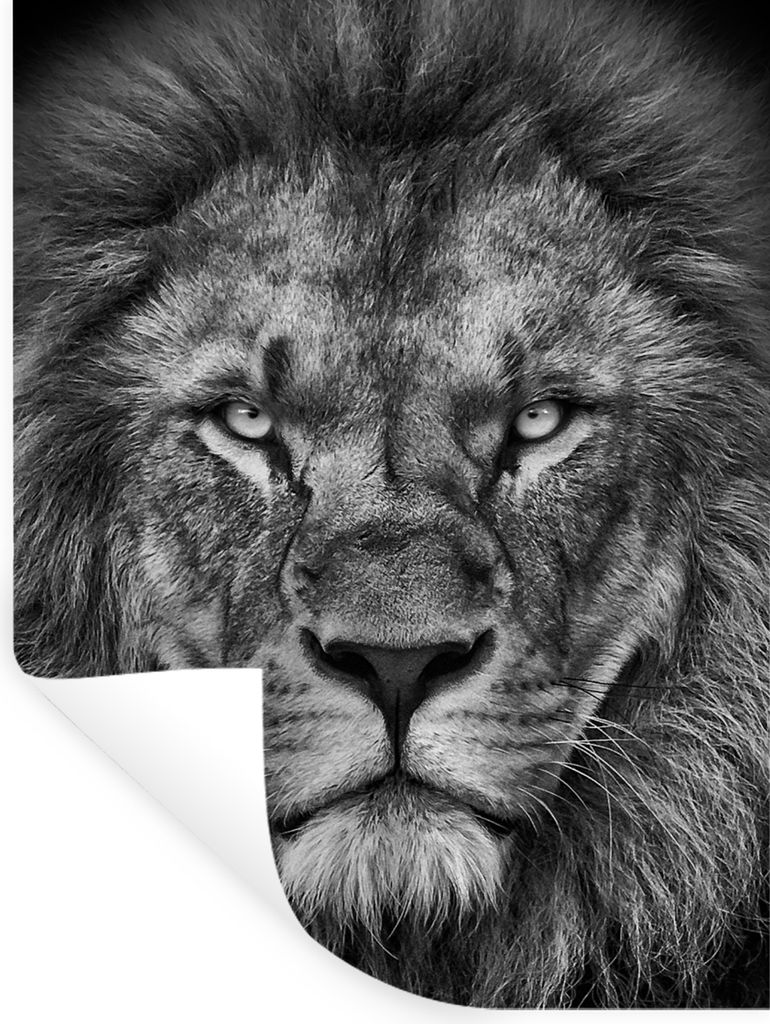 MuchoWow Wandtattoo Wandsticker Wandaufkleber Tiere - Löwe - Schwarz - Weiß - Porträt 120x160 cm Selbstklebend und Repositionierbar - Wierderv...