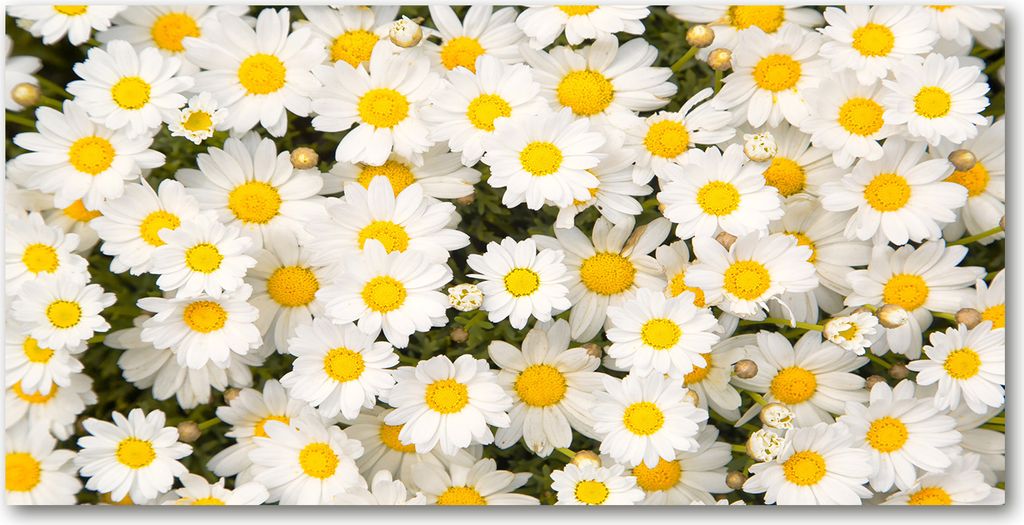 Tulup Küchenrückwand Spritzschutz aus Glas -100x50 -Spritzschutz auf gehärtetes GlasDeko Blumen & Pflanzen Gänseblümchen