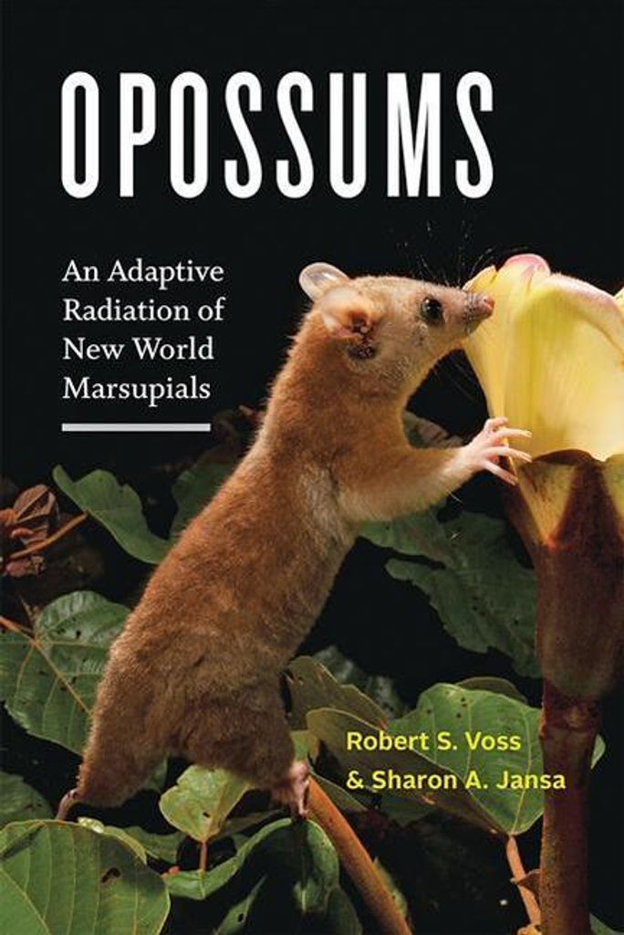 Opossums: An Adaptive Radiation Of New – Lingua: Inglese