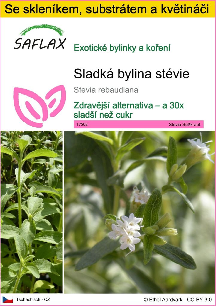 SAFLAX Kultivační sada - Sladká bylina stévie - Stevia Obrázek produktu 