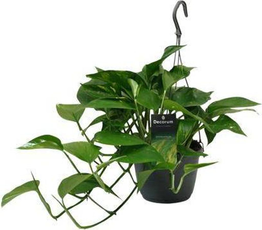 Efeutute Scindapsus Epipremnum – Ø15cm – 45cm – Pflegeleichte Rankpflanze & luftreinigende Zimmerpflanze