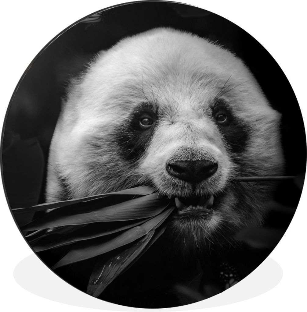 MuchoWow Aluminium Wandkreis Tiere - Panda - Dschungel - Schwarz - Weiß Ø 30 cm Wanddeko Modern Wohnzimmer - Wand Bild - Wohnzimmer - Runde Bil...