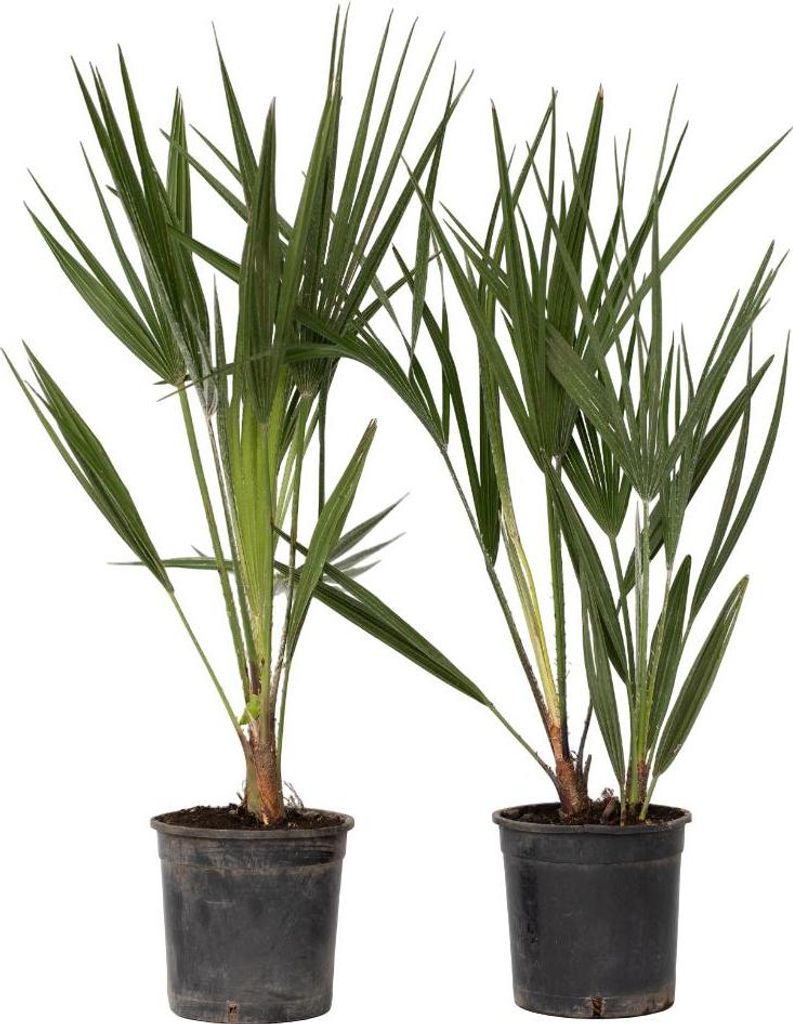 Bergpalme - 2 Stk - Chamaerops humilis - Höhe 50-60cm - 15cm