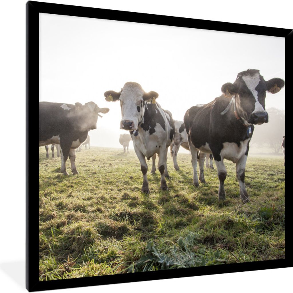MuchoWow Gerahmtes Poster Kühe - Gras - Nebel 40x40 cm - Poster mit Schwarzem Bilderrahmen Wandposter Rahmen Foto Bilder - Mit Rahmen - Wanddeko...