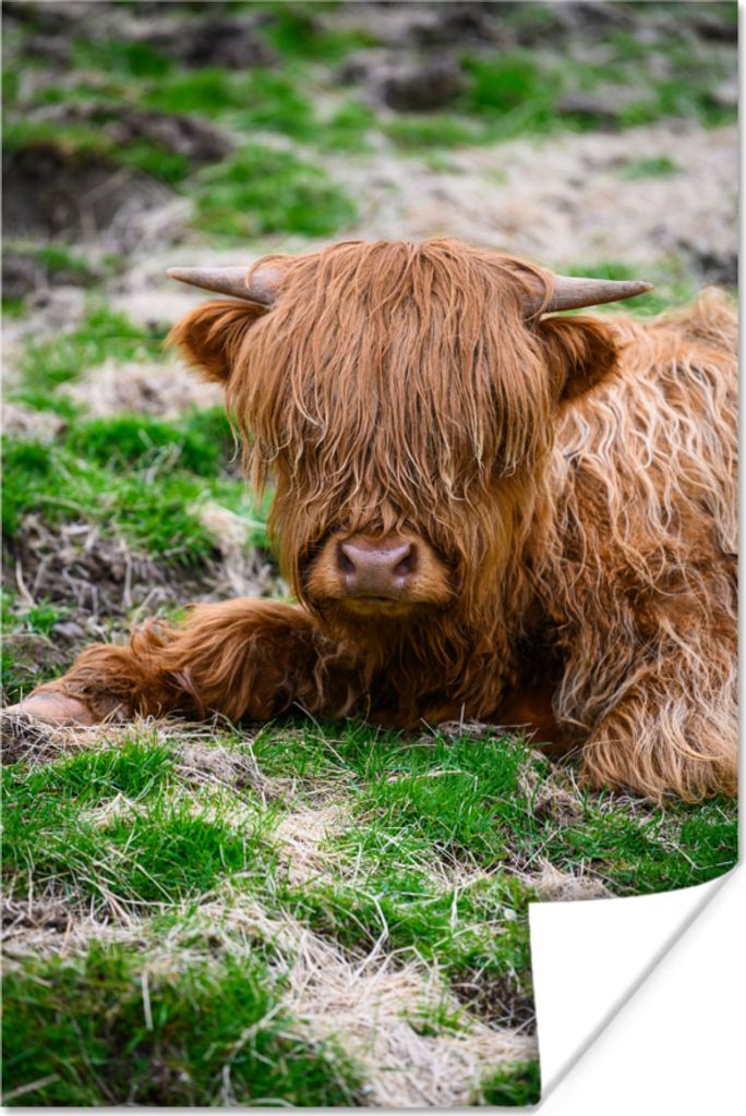 MuchoWow Poster Schottisches Hochlandrind - Heu - Gras 60x90 cm - Wanddekoration